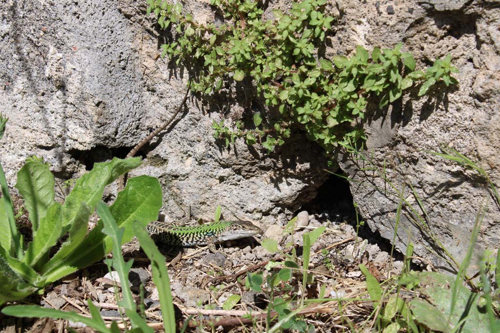 IX.5.14 Pompeii. May 2019. North ala, �e�, lower north wall in north-east corner.
Foto Christian Beck, ERC Grant 681269 D�COR.

