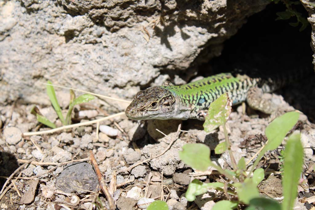 IX.5.14 Pompeii. May 2019. North ala, �e�, detail from lower north wall in north-east corner.
Foto Christian Beck, ERC Grant 681269 D�COR.


