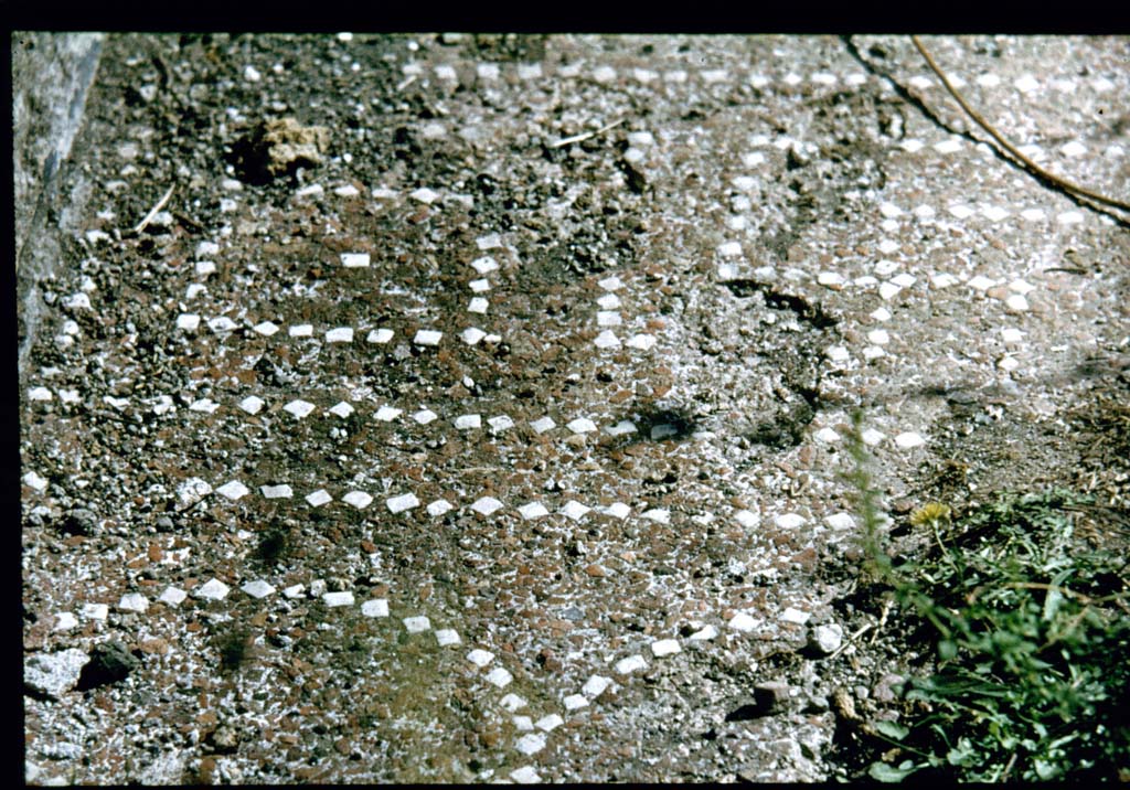 IX.6.5 Pompeii. Detail of decorated floor in entrance fauces 1.
Photographed 1970-79 by Günther Einhorn, picture courtesy of his son Ralf Einhorn.