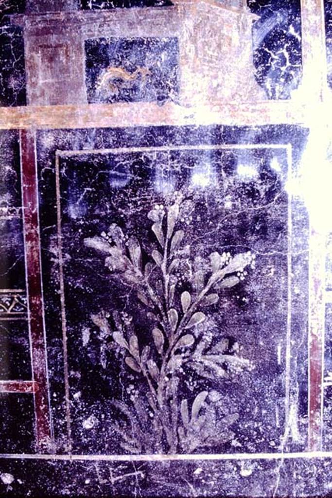 IX.8.6 Pompeii. 1966. Room 11, panel with painted plant in zoccolo of north wall. Photo by Stanley A. Jashemski.
Source: The Wilhelmina and Stanley A. Jashemski archive in the University of Maryland Library, Special Collections (See collection page) and made available under the Creative Commons Attribution-Non Commercial License v.4. See Licence and use details.
J66f0700