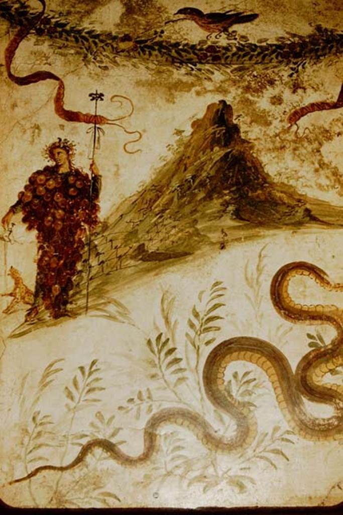 IX.8.3-6 Pompeii.
Room 23, detail from lararium painting found in atrium of servants’ quarters.
Now in Naples Archaeological Museum. Inventory number 112286. Photo by Stanley A. Jashemski.
Source: The Wilhelmina and Stanley A. Jashemski archive in the University of Maryland Library, Special Collections (See collection page) and made available under the Creative Commons Attribution-Non Commercial License v.4. See Licence and use details.
J57f0514
Kuivalainen comments –
“A fully covered Bacchus is the personification of the vine. The volcano has generally been identified as Vesuvius as it was before the eruption of 79AD, making this picture a local landscape; the owner of the house may have had vineyards on the slopes of the mountain. Or else it depicts Mount Nysa, where Bacchus was raised…………”
See Kuivalainen, I., 2021. The Portrayal of Pompeian Bacchus. Commentationes Humanarum Litterarum 140. Helsinki: Finnish Society of Sciences and Letters, (p.116-18, C17).