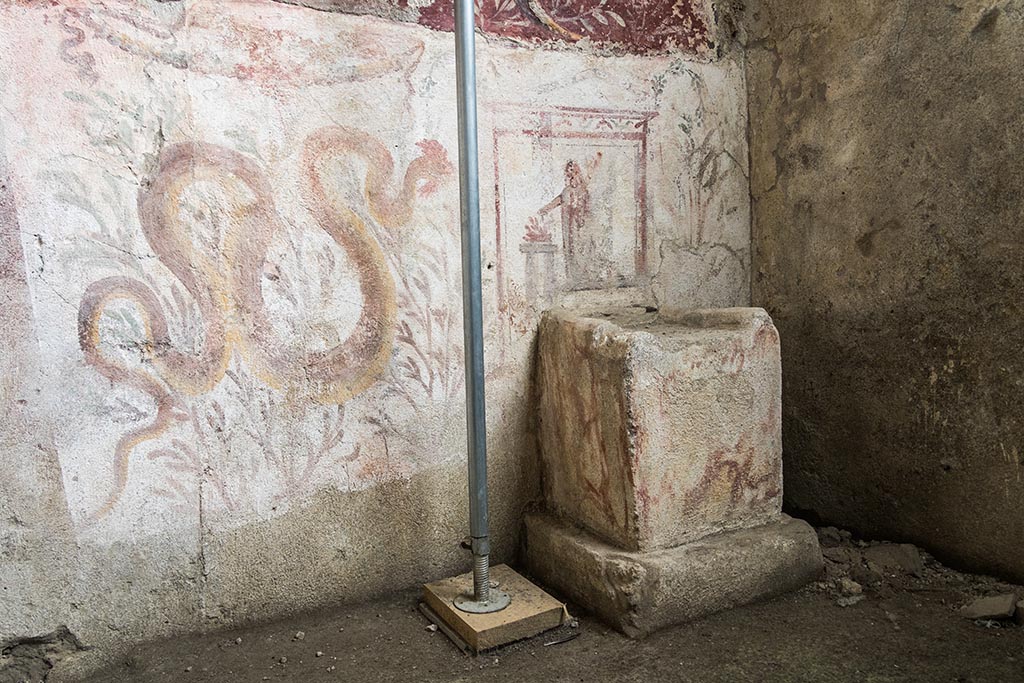IX.10.1, Pompeii. July 2024. Room 12, painted serpent on lower south wall. Photo courtesy of Johannes Eber.
The lower register consists of a white background into which the masonry pulvinus altar decorated in fresco with brown faux-marble highlights is inserted. On the left side there is a fresco of a crested and bearded serpent heading towards the altar, which is surmounted by a painted rectangular aedicule terminating in vegetal whorls, and which frames the Genius patris familias with cornucopia and patera making libations at a circular altar. 
The partial deterioration of the painted plaster base on which the scenes of the last phase are laid reveals, in a position off-centre from the previous one, a similar scene belonging to an older decorative phase.
Il registro inferiore è costituito da una specchiatura a fondo bianco (1,55 x 2,20 m) in cui si inserisce l’altare a pulvino in muratura (0,75 x 0,50 m) decorato ad affresco con lumeggiature brune a finto marmo. Sulla sinistra è affrescato un serpente crestato e barbato che si dirige verso l’altare (Fig. 12), sormontato da un’edicola rettangolare dipinta e terminante in girali vegetali, che inquadra il Genius patrisfamilias con cornucopia e patera che compie libagioni presso un altare circolare (Fig. 13). La parziale consunzione della base pittorica a grassello di calce su cui sono stese le scene di ultima fase lascia intravedere, in posizione decentrata rispetto alla precedente, una scena simile appartenente ad una fase decorativa più antica.
See PAP e-journal 6, 28.09.2023, p. 64, fig. 11. Download: PAP e-journals 2023 collection volumes 01-09 
