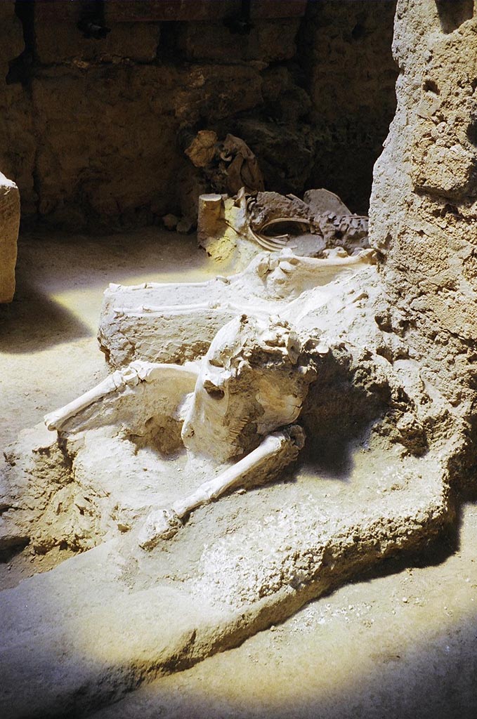 IX.12.8 Pompeii. May 2010. 
Mule or donkey skeleton in the stable entrance. Looking west. Photo courtesy of Rick Bauer.
