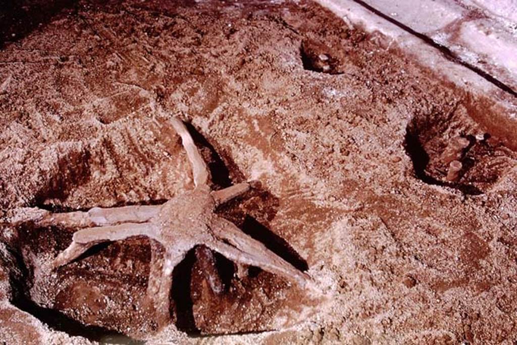 IX.13.1-3 Pompeii, 1973. Filled large and small root cavities. Photo by Stanley A. Jashemski. 
Source: The Wilhelmina and Stanley A. Jashemski archive in the University of Maryland Library, Special Collections (See collection page) and made available under the Creative Commons Attribution-Non Commercial License v.4. See Licence and use details. J73f0638
