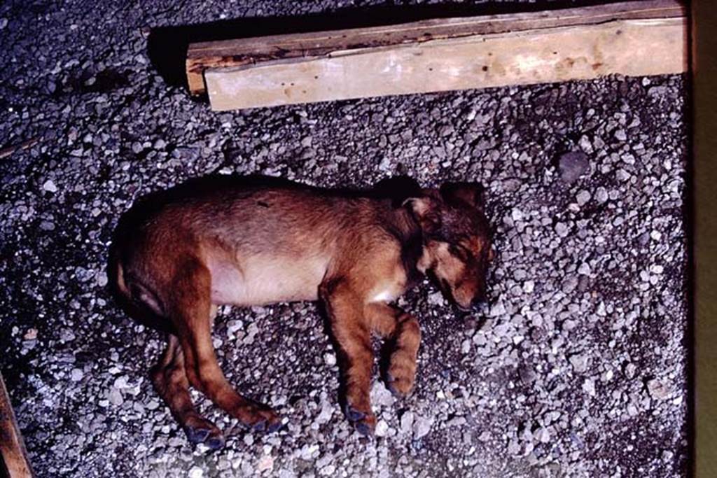 IX.13.1-3 Pompeii. 1972. Nap during work. Photo by Stanley A. Jashemski. 
Source: The Wilhelmina and Stanley A. Jashemski archive in the University of Maryland Library, Special Collections (See collection page) and made available under the Creative Commons Attribution-Non Commercial License v.4. See Licence and use details. J72f0453
