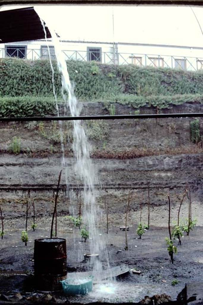 Villa Regina, Boscoreale. 1983. Watering the new vines !   
Source: The Wilhelmina and Stanley A. Jashemski archive in the University of Maryland Library, Special Collections (See collection page) and made available under the Creative Commons Attribution-Non Commercial License v.4. See Licence and use details. J80f0622
According to Wilhelmina:
�One day in late June a severe thunderstorm began before lunch and continued for several hours. While sheltering in the villa building, it was evident why the roadway from the entrance sloped downwards, otherwise the water would have poured through the front door of the villa where we were taking shelter. We were very concerned about the rainstorm, as we had just found the most interesting soil contours which could have been destroyed by the rain. We had found a small vegetable garden with a cistern in the middle to provide the necessary water. The garden was laid out in small beds, separated by irrigation channels which also served as paths.�
