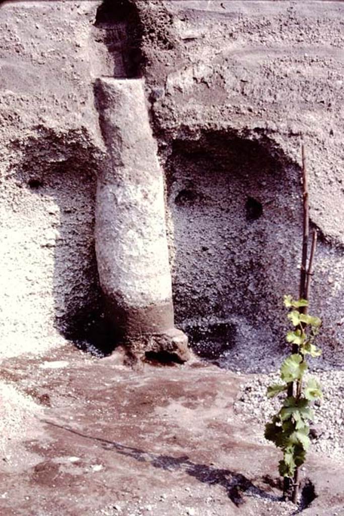 Villa Regina, Boscoreale. 1983. Cast of tree trunk.
Source: The Wilhelmina and Stanley A. Jashemski archive in the University of Maryland Library, Special Collections (See collection page) and made available under the Creative Commons Attribution-Non Commercial License v.4. See Licence and use details.
J80f0607
See Jashemski W. F., 2014. Discovering the Gardens of Pompeii: The Memoirs of a Garden Archaeologist 1955 � 2004, p.290.
