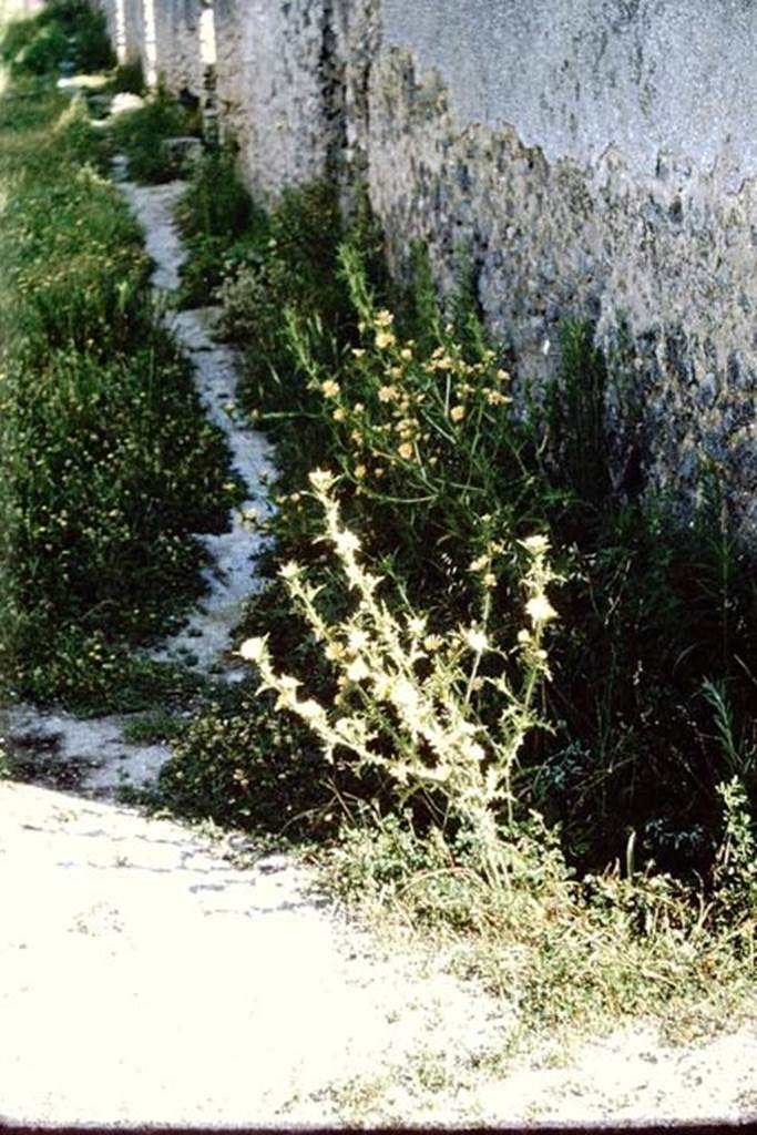 Unnamed vicolo between I.9.and I.11, east side. Pompeii. 1964. Looking north from corner at I.11.11.    Photo by Stanley A. Jashemski.
Source: The Wilhelmina and Stanley A. Jashemski archive in the University of Maryland Library, Special Collections (See collection page) and made available under the Creative Commons Attribution-Non Commercial License v.4. See Licence and use details.
J64f1481
