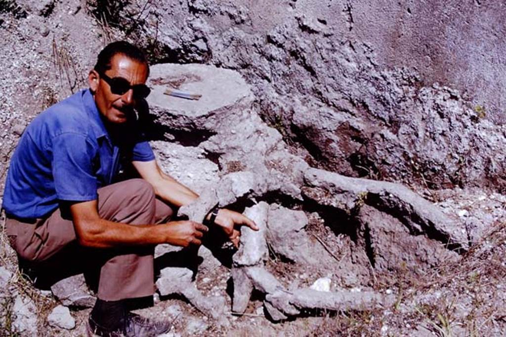 Scafati, 1968.  Plaster-cast of one of the two large trees in a corner near the rear wall.
Photo by Stanley A. Jashemski.
Source: The Wilhelmina and Stanley A. Jashemski archive in the University of Maryland Library, Special Collections (See collection page) and made available under the Creative Commons Attribution-Non Commercial License v.4. See Licence and use details.
J68f1365
