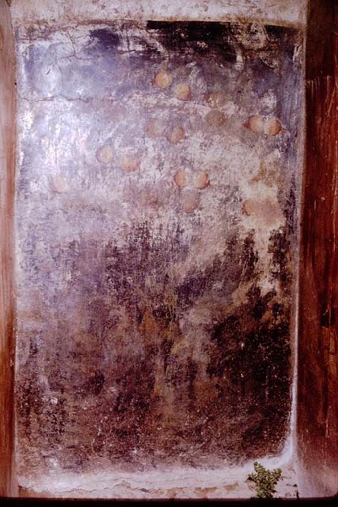 VGJ Pompeii. 1961. West end of inner side of north wall with painting of pomegranate tree laden with ripe fruits. Photo by Stanley A. Jashemski.
Source: The Wilhelmina and Stanley A. Jashemski archive in the University of Maryland Library, Special Collections (See collection page) and made available under the Creative Commons Attribution-Non Commercial License v.4. See Licence and use details.
J61f0726