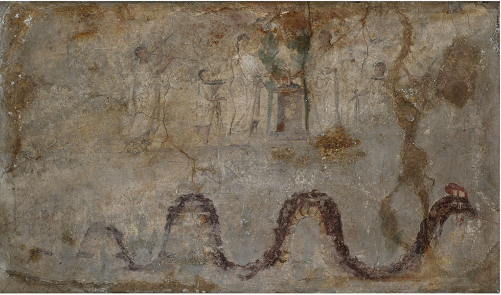 Boscoreale, Villa Rustica in proprietà Cirillo. Lararium with sacrificial scene and serpent, found in the north wing of Portico B.
Now in Field Museum Chicago, inventory number 24658.
Photograph John Weinstein © Field Museum of Natural History - CC BY-NC.
According to Cou –
“In the centre of the lararium painting is an altar of dark red marble, with a moulded base and wide cornice, on the upper surface a red fire burns with a whitish smoke.
Close to the altar on either side is a small green tree.
On the right of the altar is a tall figure clad in a toga, extending his right hand over the fire. On his short dark brown hair there are traces of a green wreath.
Next to him on the right is a boy, turned slightly to the left, wearing a whitish tunic extending as far as the knees.
In his left hand, but hardly visible due to repairs, he held a dark brown platter, on which is an unrecognisable substance.
He also had short dark brown hair, with traces of a green wreath.
On the extreme right there are slight remains of a larger figure, doubtless male, walking to left.
On the left of the altar stands a figure with wide hips and of stature somewhat inferior to that of the man opposite.
It is clad in a whitish upper garment and what seems to be a yellowish under-garment or tunic. The brown feet are turned to the right, and it cannot be seen if they are shod. The left hand is extended over the altar. The head, which is partly turned to the left, is crowned with rather plentiful dark brown hair. There are very faint traces of a green wreath. The face is considerably lighter coloured than that of the man. Wide brown lines are used to indicate contours as well as the folds of the upper garment. The figure doubtless represents a woman.
Close to her on the left is a boy wearing a tunic which reaches about to the knees. The legs below the garment are sketchily drawn and poorly preserved, and the feet are scarcely distinguishable. The left arm supports a large dark brown platter on which there are some objects of uncertain character, chiefly of brownish colour.
About the boy's dark brown hair there are traces of a green wreath. His face, which is almost in profile, is similar in colour to that of the woman. Eye, nose and mouth are still visible.
On the left of this figure there follows, after a certain interspace, a youth who is playing the double flutes.
He is clad in a single whitish garment which reaches from the neck to the ankle. The pipes on which he is playing are dark brown in colour.
The musician's rather long head is covered with scanty brown hair, about which there are traces of a wide green wreath.
He has a slanting forehead, thick lips and a retreating chin. Eye, nose and mouth are preserved.
The lower part of the painting shows a large crested serpent moving to the right.
His back is brownish-red. His underside is yellow with dark red stripes as far as the neck, which with the greater part of the head is brownish-red.
The crest, with the exception of two large white spots, is of a bright red colour.
From the mouth which is slightly open, the bright red tongue darts obliquely downwards.
Above and below the serpent there are traces of a large green plant, in shape something like a fleur-de-lis.
Height, m. 0.65 ( = 2 ft. 1.59 in.). Width, m. 1.118 (=3 ft. 8.01 in.).
Restoration of plaster in corners and on right side, especially between main scene and serpent.
There are cracks in every part, particularly around the edges.
The background is now mostly of a whitish colour, streaked and blotched in many places, especially in the upper part, to yellow and brown.
The garments are of substantially the same colour as the background, but are distinguished from it by their outlines.
Nearly all the lower part and most of the right end after the camillus form a large corner of somewhat darker color (except where restored), as though
smoked.”
See Cou, H.F., 1912. Antiquities from Boscoreale in the Field Museum of Natural History, Chicago. P. 171-3, Plate CXXIII.