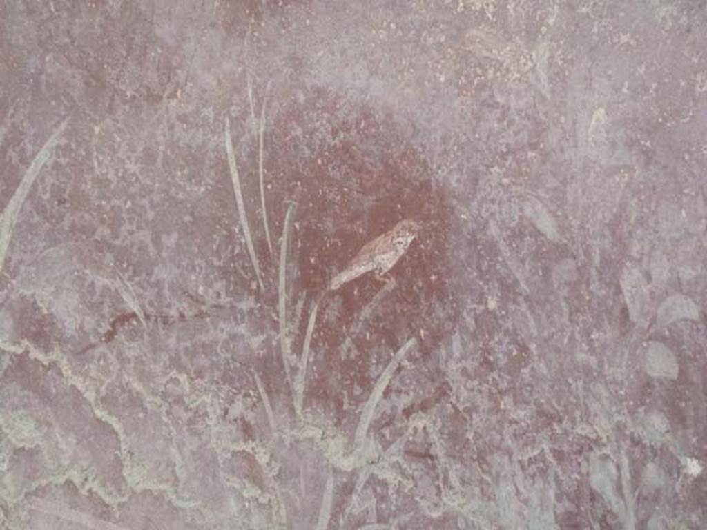 Oplontis, September 2015. Room 32, painted bird from south wall of “pluteus” internal wall.