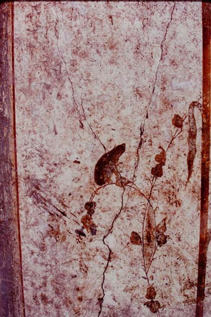 Oplontis, 1977. Area 60, white wall of the portico facing the pool on north side of doorway to room 75.
Photo by Stanley A. Jashemski.   
Source: The Wilhelmina and Stanley A. Jashemski archive in the University of Maryland Library, Special Collections (See collection page) and made available under the Creative Commons Attribution-Non Commercial License v.4. See Licence and use details.
J77f0132
