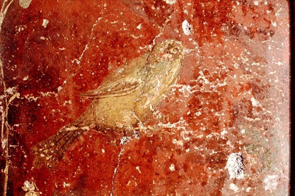 Oplontis, 1978. Detail of a painted bird. Photo by Stanley A. Jashemski.
Source: The Wilhelmina and Stanley A. Jashemski archive in the University of Maryland Library, Special Collections (See collection page) and made available under the Creative Commons Attribution-Non Commercial License v.4. See Licence and use details. J78f0629