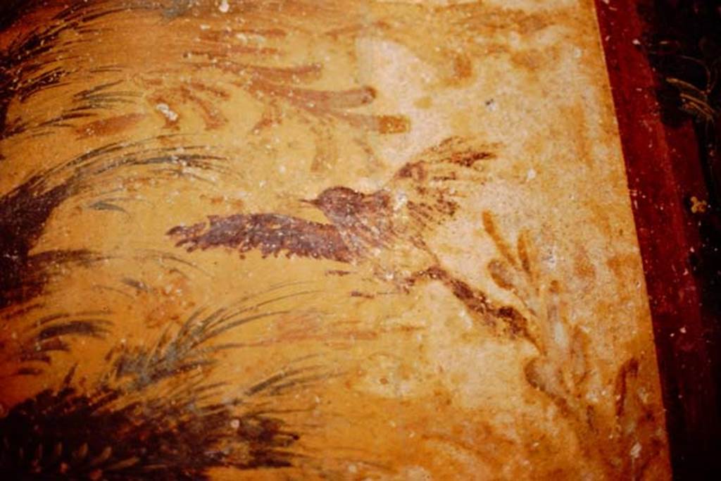 Oplontis, 1983 or 1984. Room 87, detail from panel on north wall of flying bird.
Source: The Wilhelmina and Stanley A. Jashemski archive in the University of Maryland Library, Special Collections (See collection page) and made available under the Creative Commons Attribution-Non Commercial License v.4. See Licence and use details. Oplo0067