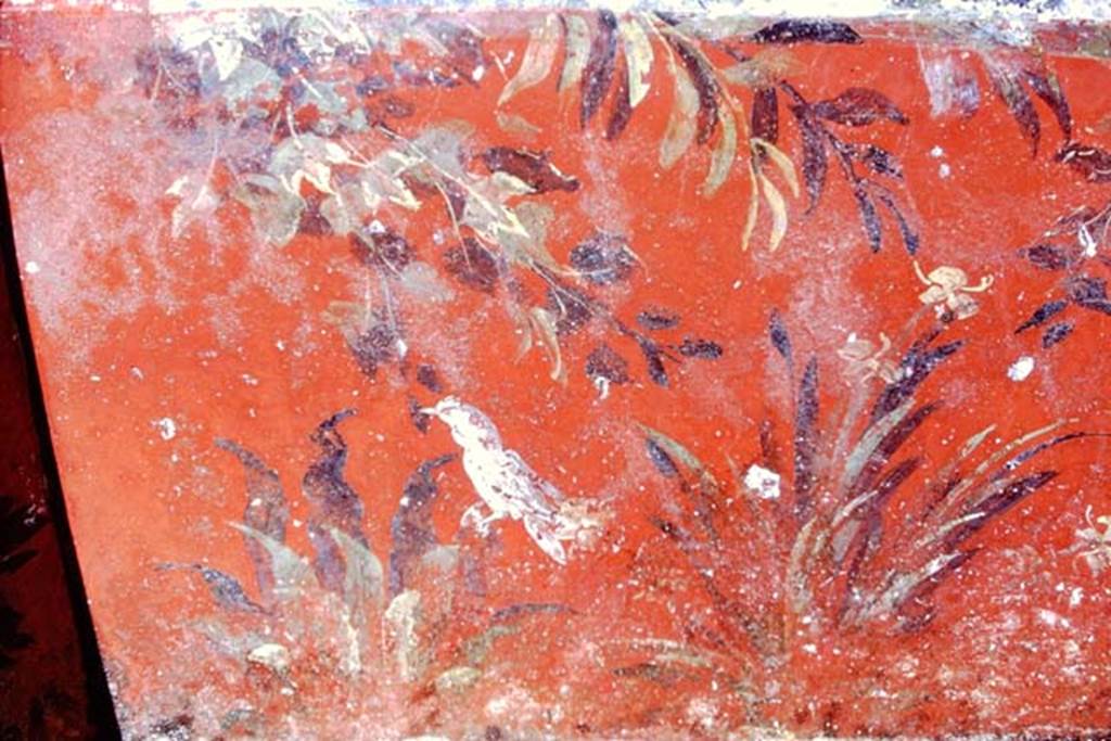 Oplontis, c.1968. Painted red zoccolo from below the south end of the centre panel on west wall, with plants and bird.
Source: The Wilhelmina and Stanley A. Jashemski archive in the University of Maryland Library, Special Collections (See collection page) and made available under the Creative Commons Attribution-Non Commercial License v.4. See Licence and use details. Oplo0086