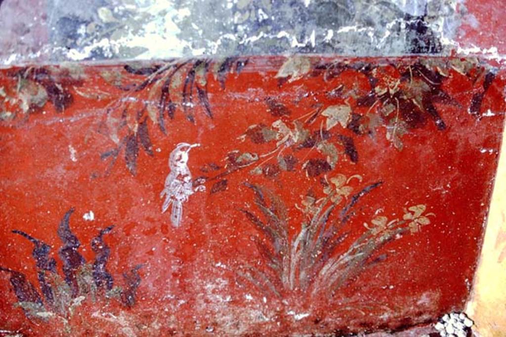 Oplontis, 1968. Painted red zoccolo from below north end of centre panel on west wall, with plants and bird. Photo by Stanley A. Jashemski.
Source: The Wilhelmina and Stanley A. Jashemski archive in the University of Maryland Library, Special Collections (See collection page) and made available under the Creative Commons Attribution-Non Commercial License v.4. See Licence and use details. J68f1453