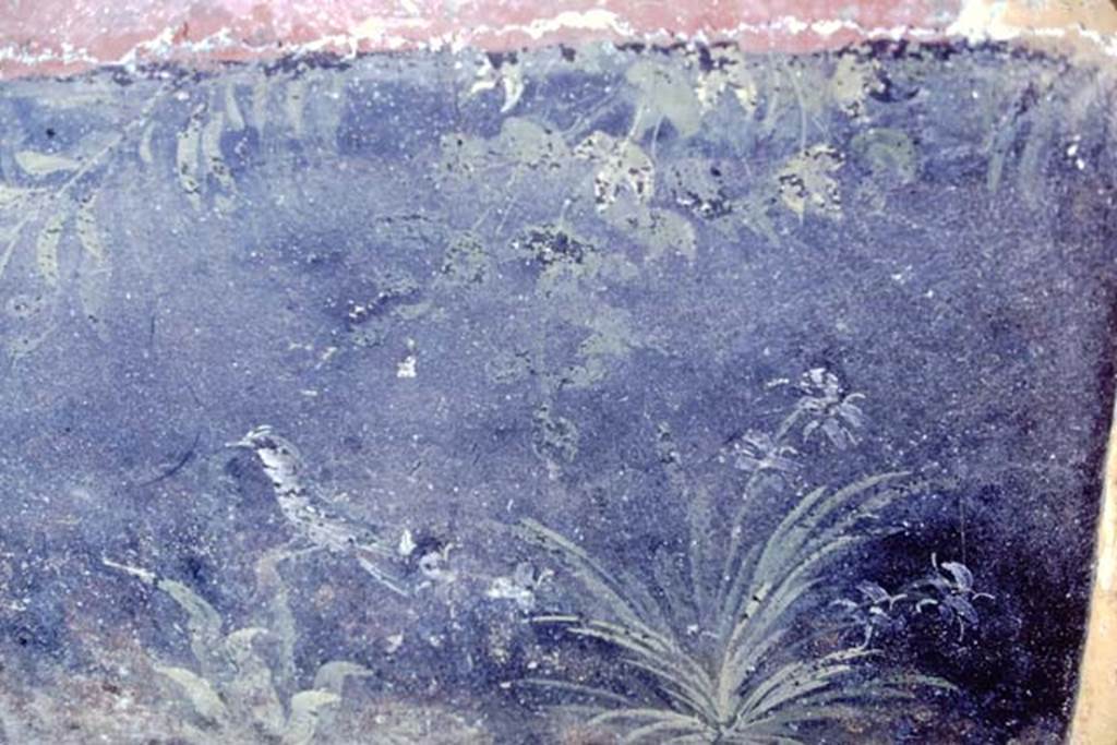 Oplontis, 1968. Room 20, painted black panel from zoccolo, from south end of west wall. Photo by Stanley A. Jashemski.
Source: The Wilhelmina and Stanley A. Jashemski archive in the University of Maryland Library, Special Collections (See collection page) and made available under the Creative Commons Attribution-Non Commercial License v.4. See Licence and use details. J68f1452