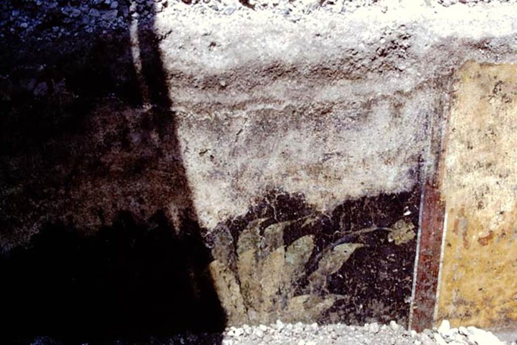 Oplontis, 1968. Room 20, black zoccolo painted with plant. Photo by Stanley A. Jashemski.
Source: The Wilhelmina and Stanley A. Jashemski archive in the University of Maryland Library, Special Collections (See collection page) and made available under the Creative Commons Attribution-Non Commercial License v.4. See Licence and use details. J68f1462