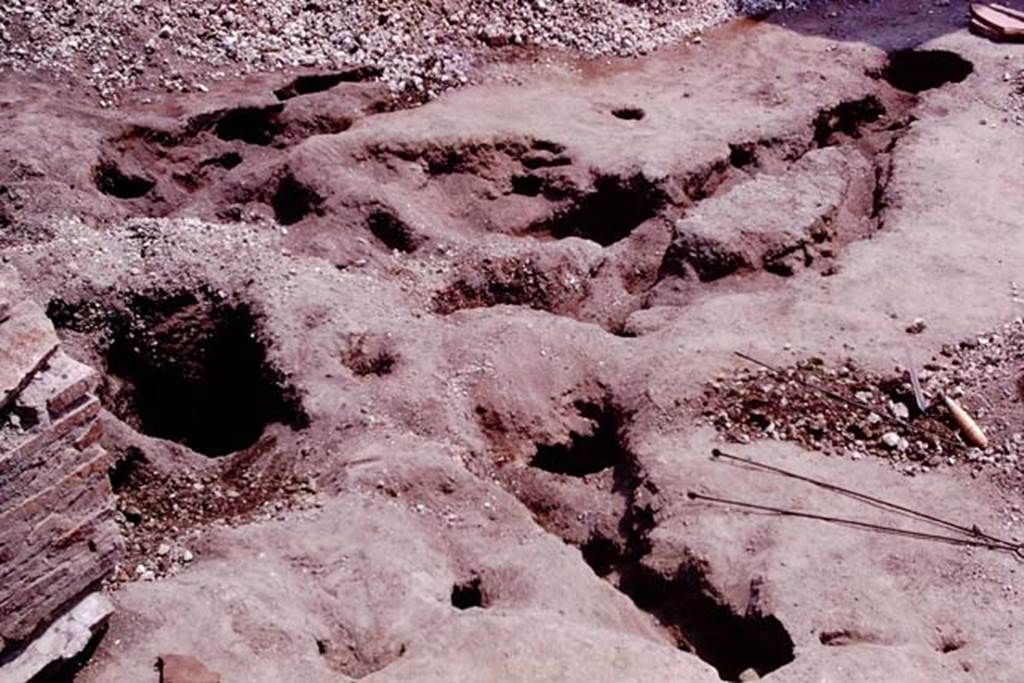 Oplontis, 1974. Wilhelmina�s �strange shaped root� excavated, cleaned and ready to be reinforced and filled. Photo by Stanley A. Jashemski.   
Source: The Wilhelmina and Stanley A. Jashemski archive in the University of Maryland Library, Special Collections (See collection page) and made available under the Creative Commons Attribution-Non Commercial License v.4. See Licence and use details. J74f0632
