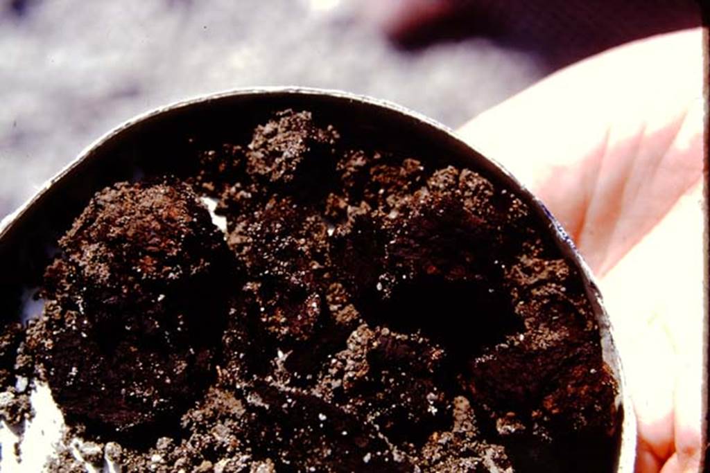 Oplontis, 1974. Wilhelmina�s discovery. Photo by Stanley A. Jashemski.   
Source: The Wilhelmina and Stanley A. Jashemski archive in the University of Maryland Library, Special Collections (See collection page) and made available under the Creative Commons Attribution-Non Commercial License v.4. See Licence and use details. J74f0163
