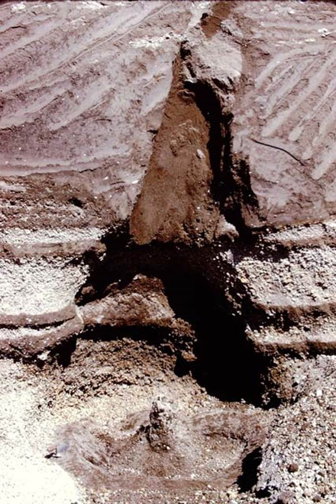 Oplontis, 1974. Cavity of tree trunk and root. Photo by Stanley A. Jashemski.   
Source: The Wilhelmina and Stanley A. Jashemski archive in the University of Maryland Library, Special Collections (See collection page) and made available under the Creative Commons Attribution-Non Commercial License v.4. See Licence and use details. J74f0173
