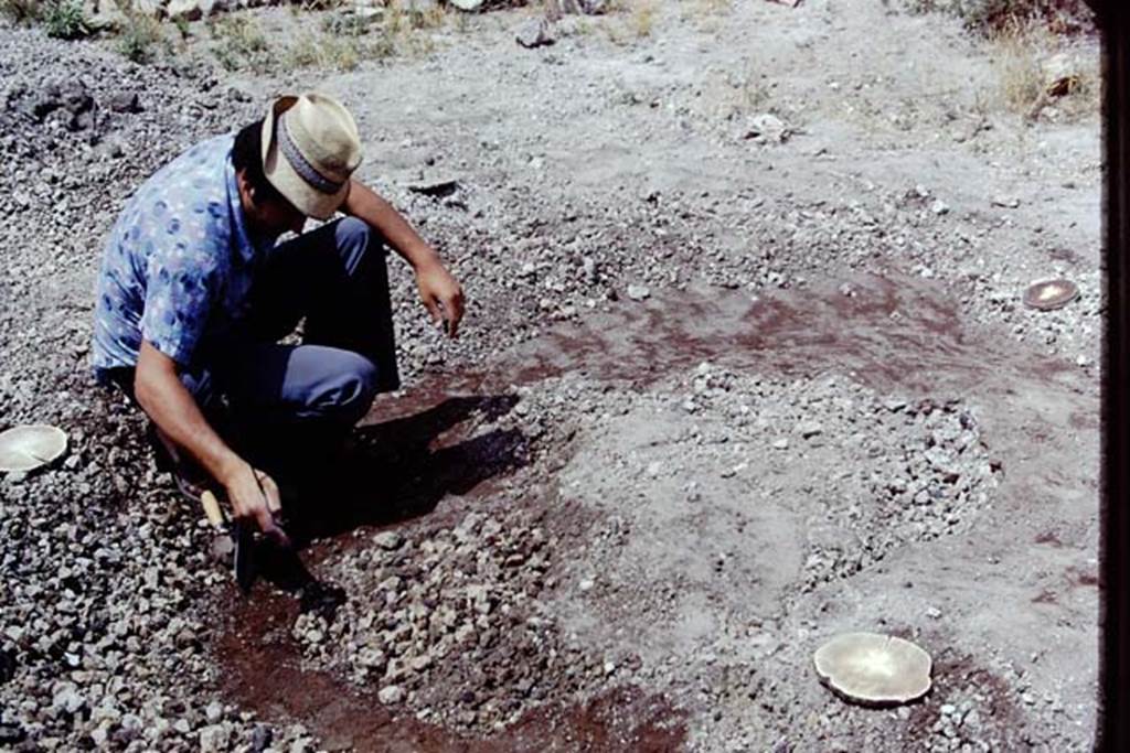 Oplontis, 1975. Discovery at the original soil level. Photo by Stanley A. Jashemski.   
Source: The Wilhelmina and Stanley A. Jashemski archive in the University of Maryland Library, Special Collections (See collection page) and made available under the Creative Commons Attribution-Non Commercial License v.4. See Licence and use details.  J74f0913
According to Wilhelmina – “We soon found a second large tree-root cavity in line and to the north of the huge tree root cavity that we had found the previous year. 
We next found another tree-root cavity to the north of this one, now making a row of three.Then we found what appeared to be a fourth large tree root cavity.
Then we found another cavity directly to the east of the first cavity we had found the previous year. It had the same shape but was quite unlike the huge tree--root cavities we were finding. We suspected that these cavities had been left by clumps of small trees or large bushes, perhaps oleanders. Specialists agreed that the two largest clumps were those of a cluster of shrubs, possibly oleanders. The row of four large trees were probably plane or possibly pine trees. Sicignano estimated that it would take at least a ton of cement to make the casts, but at least this year a cement mixer was being supplied.” 
See Jashemski, W.F., 2014. Discovering the Gardens of Pompeii: Memoirs of a Garden Archaeologist, (p.230-231)
