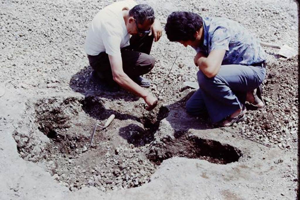 Oplontis, 1975. Sig. Sicignano carefully cleaning the root-cavity. Photo by Stanley A. Jashemski.   
Source: The Wilhelmina and Stanley A. Jashemski archive in the University of Maryland Library, Special Collections (See collection page) and made available under the Creative Commons Attribution-Non Commercial License v.4. See Licence and use details. J75f0001
