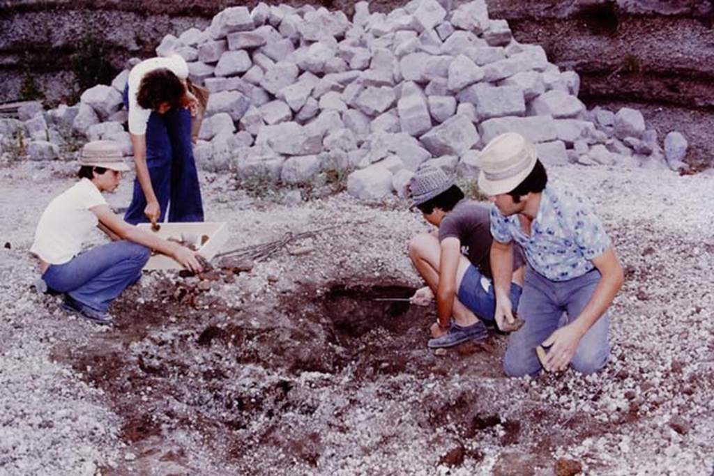 Oplontis, 1975. Finding of a root cavity. Photo by Stanley A. Jashemski.   
Source: The Wilhelmina and Stanley A. Jashemski archive in the University of Maryland Library, Special Collections (See collection page) and made available under the Creative Commons Attribution-Non Commercial License v.4. See Licence and use details. J75f0071
