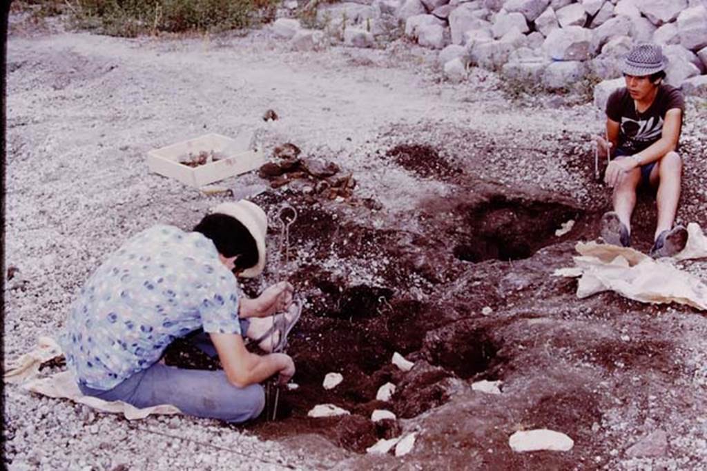 Oplontis, 1975. Careful cleaning out of root cavity. Photo by Stanley A. Jashemski.   
Source: The Wilhelmina and Stanley A. Jashemski archive in the University of Maryland Library, Special Collections (See collection page) and made available under the Creative Commons Attribution-Non Commercial License v.4. See Licence and use details. J75f0074
