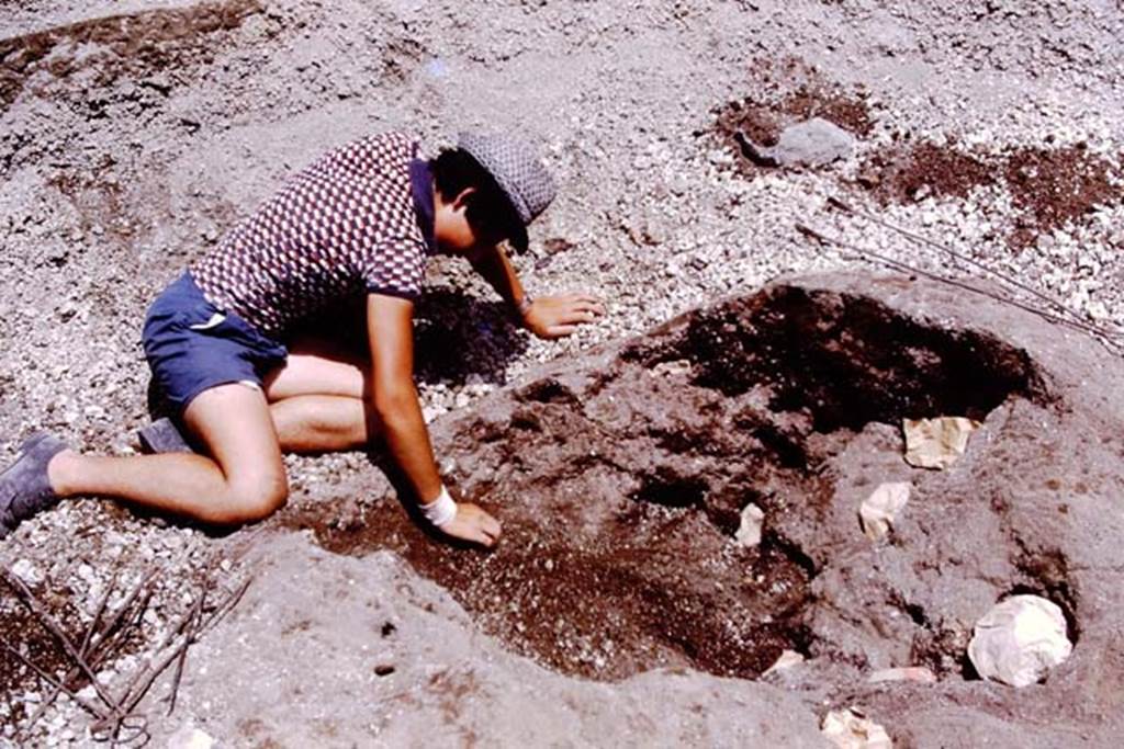 Oplontis, 1975. Large root cavity waiting to be filled. Photo by Stanley A. Jashemski.   
Source: The Wilhelmina and Stanley A. Jashemski archive in the University of Maryland Library, Special Collections (See collection page) and made available under the Creative Commons Attribution-Non Commercial License v.4. See Licence and use details. J75f0092

