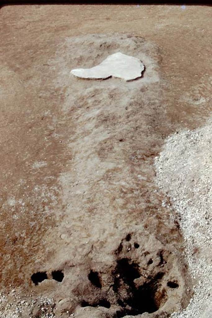 Oplontis, 1975. Looking south at one unfilled root-cavity, and one filled with cement. 
Photo by Stanley A. Jashemski.   
Source: The Wilhelmina and Stanley A. Jashemski archive in the University of Maryland Library, Special Collections (See collection page) and made available under the Creative Commons Attribution-Non Commercial License v.4. See Licence and use details. J75f0206
