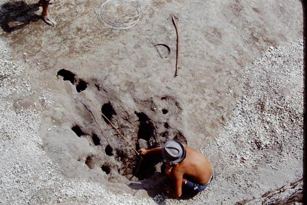 Oplontis, 1975. Measuring the unfilled root cavity. Photo by Stanley A. Jashemski.   
Source: The Wilhelmina and Stanley A. Jashemski archive in the University of Maryland Library, Special Collections (See collection page) and made available under the Creative Commons Attribution-Non Commercial License v.4. See Licence and use details. J75f0243
