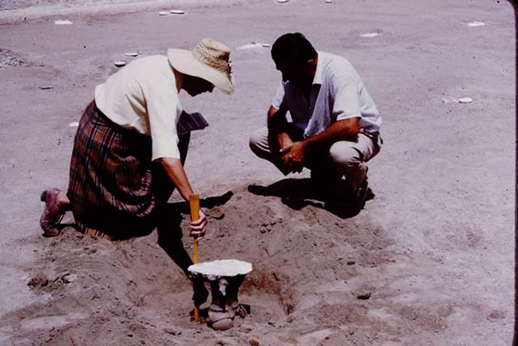 Oplontis, 1975. Wilhelmina measuring. Photo by Stanley A. Jashemski.   
Source: The Wilhelmina and Stanley A. Jashemski archive in the University of Maryland Library, Special Collections (See collection page) and made available under the Creative Commons Attribution-Non Commercial License v.4. See Licence and use details. J75f0499
According to Wilhelmina, �We also filled all the cavities that we found in the portico garden (room 59) to the east of the main entrance. The garden is enclosed on three sides by a portico supported by white columns. We found two rows of roots near the columns. The roots were directly in front of each column. Many of these root cavities contained pots with four holes.�
See Jashemski, W.F., 2014. Discovering the Gardens of Pompeii: Memoirs of a Garden Archaeologist, (p.233)
