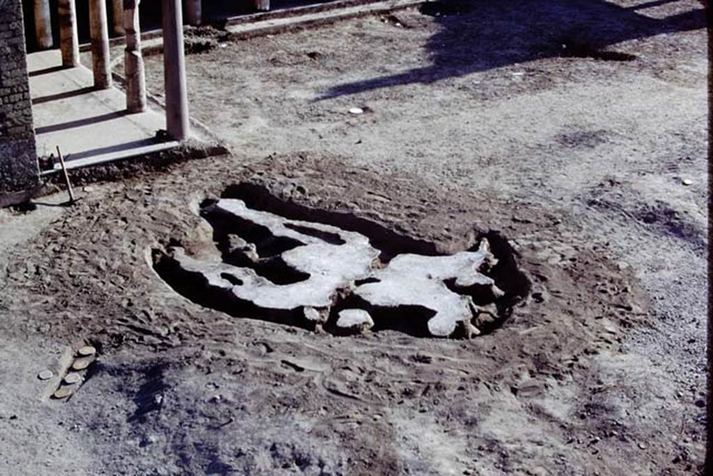 Oplontis, 1975. Strange root shape of many small trees/bushes, dug out. Photo by Stanley A. Jashemski.   
Source: The Wilhelmina and Stanley A. Jashemski archive in the University of Maryland Library, Special Collections (See collection page) and made available under the Creative Commons Attribution-Non Commercial License v.4. See Licence and use details. J75f0433
