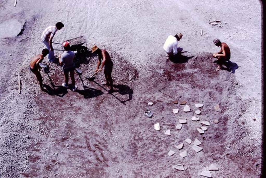 Oplontis, 1977. Root-cavities covered by stones/slabs at north end of north garden. Photo by Stanley A. Jashemski.   
Source: The Wilhelmina and Stanley A. Jashemski archive in the University of Maryland Library, Special Collections (See collection page) and made available under the Creative Commons Attribution-Non Commercial License v.4. See Licence and use details. J77f0180
According to Wilhelmina � �In addition to the large group of cavities at the east corner of the east portico, and the one farther east near to where we had found the portrait head, this summer we found to the north, a third group of much better preserved root cavities. Upon closer examination, they appeared to be the cavities of a dense thicket of twenty to twenty-five oleanders, between seventy to one hundred years old.�
See Jashemski, W.F., 2014. Discovering the Gardens of Pompeii: Memoirs of a Garden Archaeologist, (p.254)
