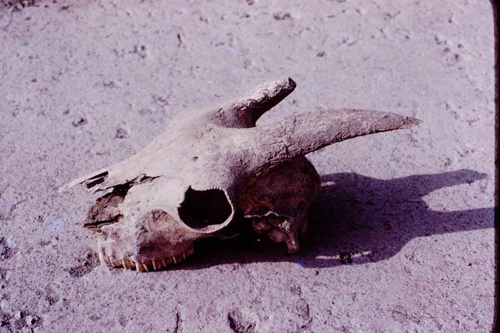 Oplontis, 1977. A goat�s skull (above), and one of a dog,  were found near the large tree-root cavities. Photo by Stanley A. Jashemski.   
Source: The Wilhelmina and Stanley A. Jashemski archive in the University of Maryland Library, Special Collections (See collection page) and made available under the Creative Commons Attribution-Non Commercial License v.4. See Licence and use details. J77f0234
