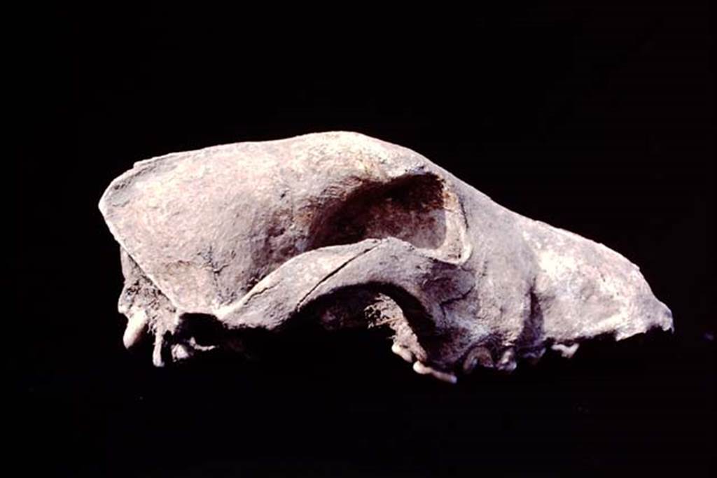 Oplontis, c.1977. Skeleton of a dog�s skull which was found near the large tree-root cavities in the north garden.
Source: The Wilhelmina and Stanley A. Jashemski archive in the University of Maryland Library, Special Collections (See collection page) and made available under the Creative Commons Attribution-Non Commercial License v.4. See Licence and use details. Oplo0254

