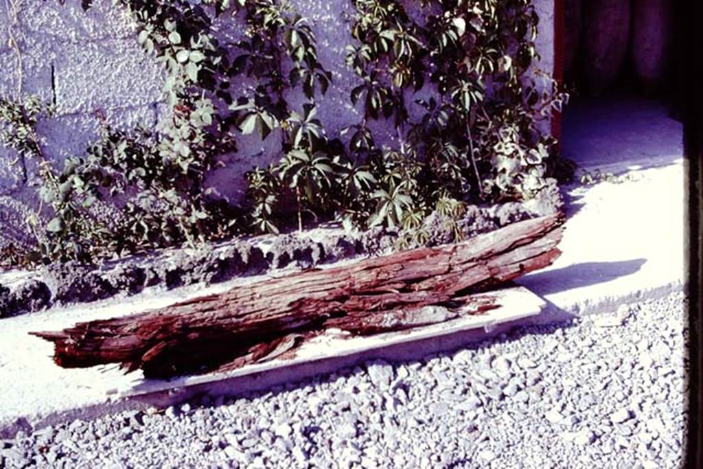 Oplontis. 1977. Branch of tree discovered in the lapilli. Photo by Stanley A. Jashemski.   
Source: The Wilhelmina and Stanley A. Jashemski archive in the University of Maryland Library, Special Collections (See collection page) and made available under the Creative Commons Attribution-Non Commercial License v.4. See Licence and use details. J77f0400
According to Wilhelmina: �Most spectacular was the large branch (about six feet long) of a tree found in the volcanic fill, at a height of about eight feet, at the north edge of our excavations. It had the appearance of fresh wood, and hopefully could be easily identified, but it was found that the cellular structure had been almost entirely destroyed. Fortunately a few cells were preserved, and it was discovered the large tree was an olive.  The cavities left by the spreading branches of the huge tree, which grew in the still unexcavated part of the garden (as well as the branches of other large trees, which may have been part of a row of olives) could be seen in the volcanic fill.
See Jashemski, W.F., 2014. Discovering the Gardens of Pompeii: Memoirs of a Garden Archaeologist, (p.255)

