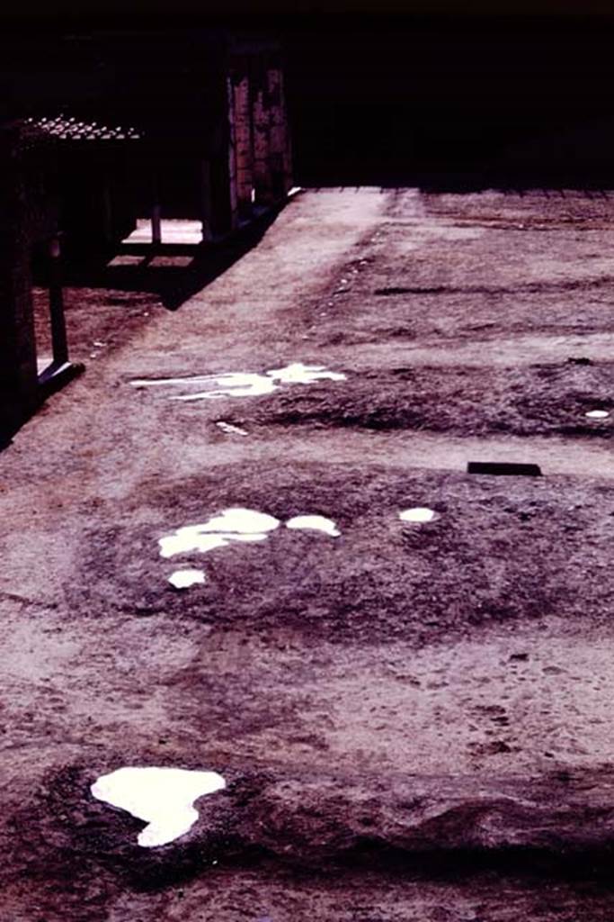 Oplontis, 1977. North garden, looking west along east-west pathway near villa. 
Photo by Stanley A. Jashemski.   
Source: The Wilhelmina and Stanley A. Jashemski archive in the University of Maryland Library, Special Collections (See collection page) and made available under the Creative Commons Attribution-Non Commercial License v.4. See Licence and use details. J77f0427
According to Wilhelmina � �During this summer we completed our excavations in the large garden at the rear, north side of the villa, which we had begun in 1974.
Last summer, the considerable area at the rear of this garden had still been covered with large stones and other debris left when the villa had been reconstructed and the retaining wall above had been built.  When we had completed our excavations, the layout of the garden became much clearer. A central walkway in the rear garden extended the centre line of the villa. At the east edge of the garden were two parallel passageways separated by a row of five huge trees, which were arranged in a mounded bed. We found the fifth huge tree tree-root cavity this summer (1977). To the west of these passageways was a diagonal one, probably balanced by one on the opposite side of the central walk, but still buried under the surrounding buildings. The two diagonal paths probably met the central walkway at some point to the north, under the existing lapilli.� 
See Jashemski, W.F., 2014. Discovering the Gardens of Pompeii: Memoirs of a Garden Archaeologist, (p.254)

