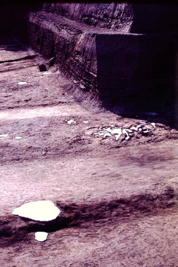 Oplontis, 1977. North garden, looking west along north side near unexcavated. 
The large clump of cavities, probably small trees or shrubs, possibly oleanders, can be seen on the right. On the left is the filled white painted root cavity of the fourth large tree. Photo by Stanley A. Jashemski.   
Source: The Wilhelmina and Stanley A. Jashemski archive in the University of Maryland Library, Special Collections (See collection page) and made available under the Creative Commons Attribution-Non Commercial License v.4. See Licence and use details. J77f0429
