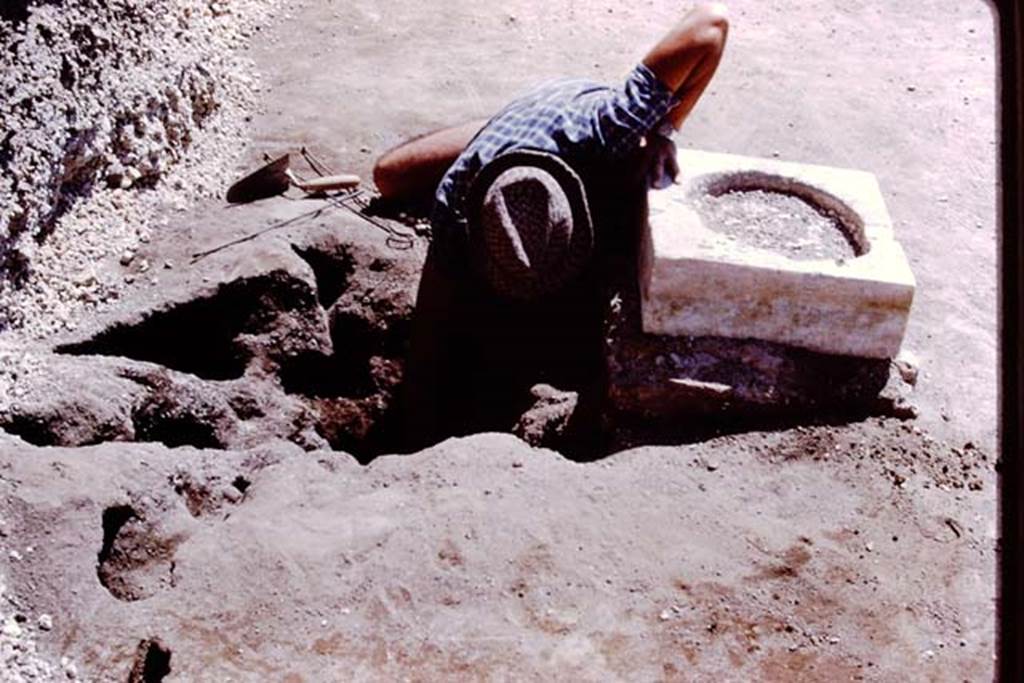 Oplontis, 1978. Digging out a root cavity found behind a statue base. Photo by Stanley A. Jashemski.   
Source: The Wilhelmina and Stanley A. Jashemski archive in the University of Maryland Library, Special Collections (See collection page) and made available under the Creative Commons Attribution-Non Commercial License v.4. See Licence and use details. J78f0301
According to Wilhelmina, �We were delighted to find root cavities behind each statue base. Those behind statue base one, two, four and five, counting from the south were of large trees. Behind statue base VI, the root cavity was identified as an oleander.�
See Jashemski, W.F., 2014. Discovering the Gardens of Pompeii: Memoirs of a Garden Archaeologist, (p.266).
