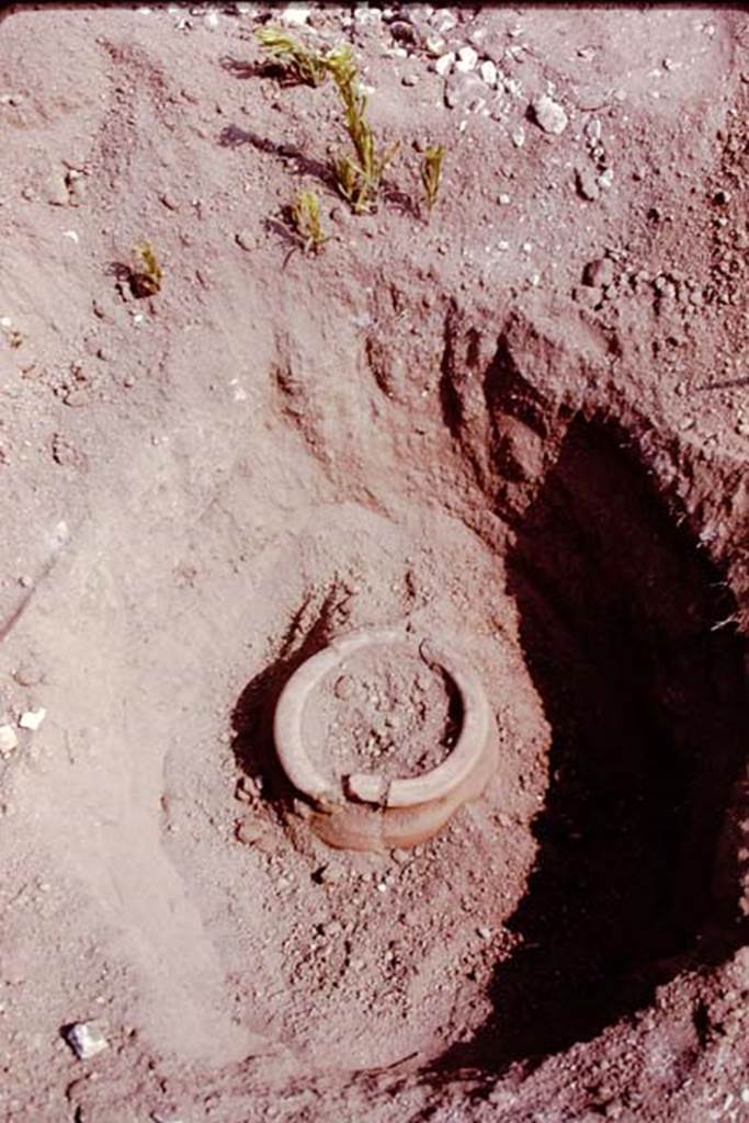 Oplontis, 1978. Buried pot. Photo by Stanley A. Jashemski.   
Source: The Wilhelmina and Stanley A. Jashemski archive in the University of Maryland Library, Special Collections (See collection page) and made available under the Creative Commons Attribution-Non Commercial License v.4. See Licence and use details. J78f0654
