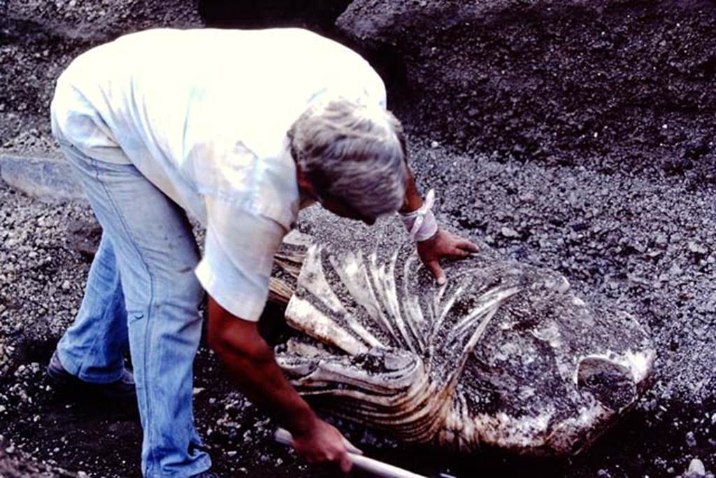 Oplontis Villa of Poppea, July 1983. Statue of Nike emerging from lapilli, near statue base 10 (X).
Source: The Wilhelmina and Stanley A. Jashemski archive in the University of Maryland Library, Special Collections (See collection page) and made available under the Creative Commons Attribution-Non Commercial License v.4. See Licence and use details. Oplo0166
