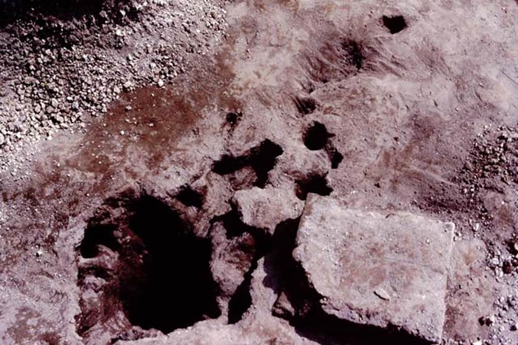 Oplontis, c.1984. Unfilled root-cavity XI, at north end of area 93, the east side of the swimming pool.
Source: The Wilhelmina and Stanley A. Jashemski archive in the University of Maryland Library, Special Collections (See collection page) and made available under the Creative Commons Attribution-Non Commercial License v.4. See Licence and use details. Oplo0258
