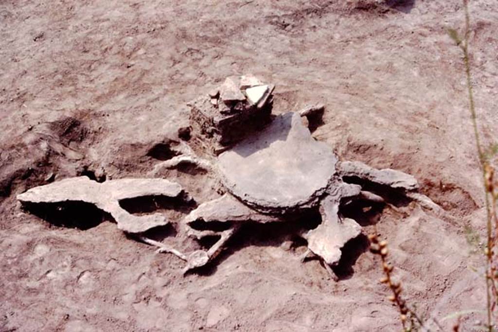 Oplontis, c.1984. Statue base II, and filled root cavity of a large tree. 
Source: The Wilhelmina and Stanley A. Jashemski archive in the University of Maryland Library, Special Collections (See collection page) and made available under the Creative Commons Attribution-Non Commercial License v.4. See Licence and use details. Oplo0162
