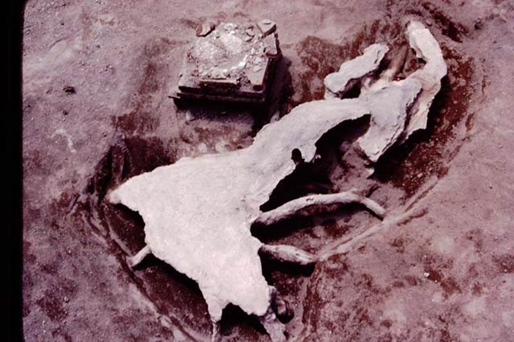 Oplontis, c.1984. Filled root cavity of a large tree, with statue base IV nearby.
Source: The Wilhelmina and Stanley A. Jashemski archive in the University of Maryland Library, Special Collections (See collection page) and made available under the Creative Commons Attribution-Non Commercial License v.4. See Licence and use details. Oplo0134
