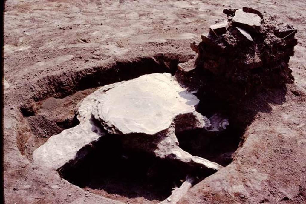 Oplontis, c.1984. Filled root cavity, possibly an oleander. 
Source: The Wilhelmina and Stanley A. Jashemski archive in the University of Maryland Library, Special Collections (See collection page) and made available under the Creative Commons Attribution-Non Commercial License v.4. See Licence and use details. Oplo0172
