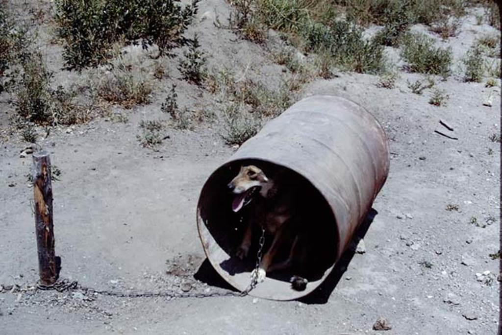 Oplontis, Villa of Lucius Crassius Tertius. 1975. Photo by Stanley A. Jashemski.   
Source: The Wilhelmina and Stanley A. Jashemski archive in the University of Maryland Library, Special Collections (See collection page) and made available under the Creative Commons Attribution-Non Commercial License v.4. See Licence and use details.
J75f0422
