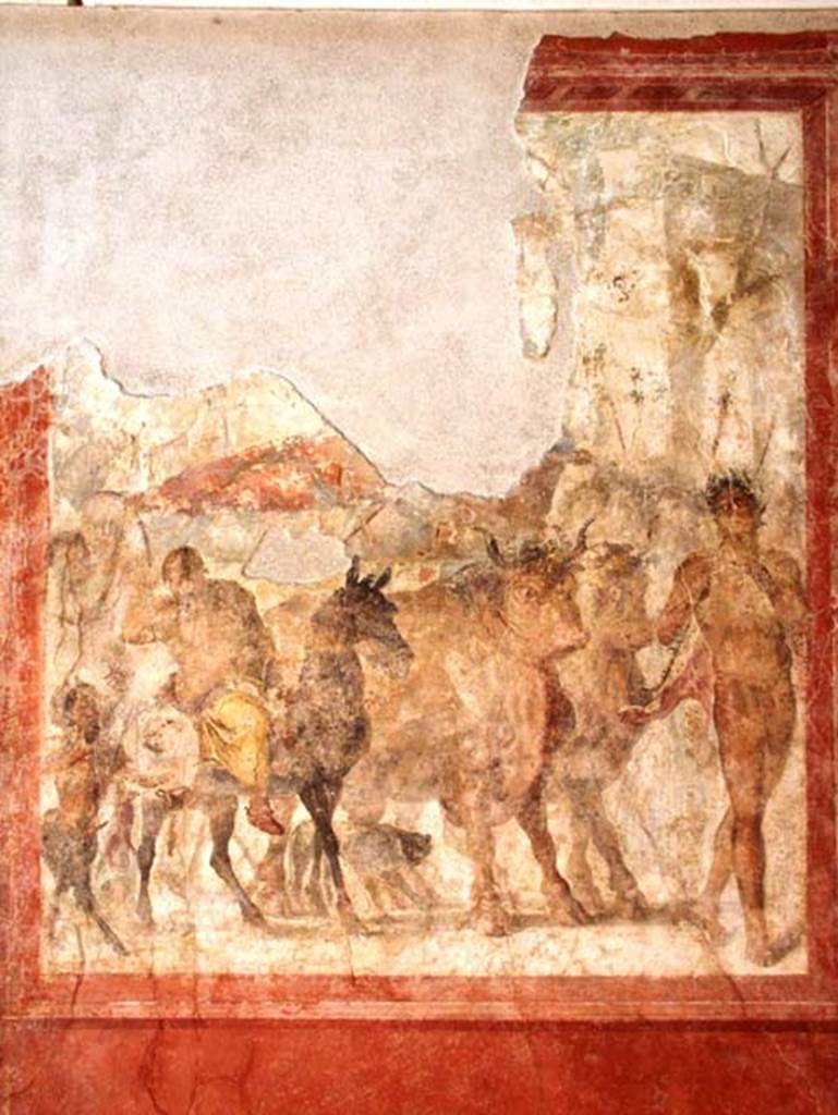 Gragnano, Villa rustica in Località Carmiano, Villa A. Triclinium 1, south wall. 
Central fresco of Triumph of Dionysus on a chariot pulled by two bulls. 
According to Croisille, this depicts the Triumph of Bacchus but the upper part is severely degraded and you cannot see the god who is on a chariot pulled by two oxen. He is accompanied by his usual train: 
Left, is the big Silenus, whose paunch is spread on the back of his donkey; a little ithyphallic faun, with a mocking air; 
Right, a naked young man with a dance in his step guides the harness, 
In the background, one discerns figures half lost now (probably maenads) 
A panther sneaks between the heavy hooves of the oxen. 
See Croisille J. M., 1966. Les Fouilles archéologiques de Castellammare: Latomus XXV, 1966, pp. 252, Pl. VIII fig. 12.
According to Bonifacio, this represents the Triumph of Dionysus on a chariot pulled by two bulls preceded by a naked satyr playing a pan flute.
See Bonifacio G., 2004. In Stabiano: Exploring the Ancient Seaside Villas of the Roman Elite. Castellamare: Nicola Longobardi, p. 71.
